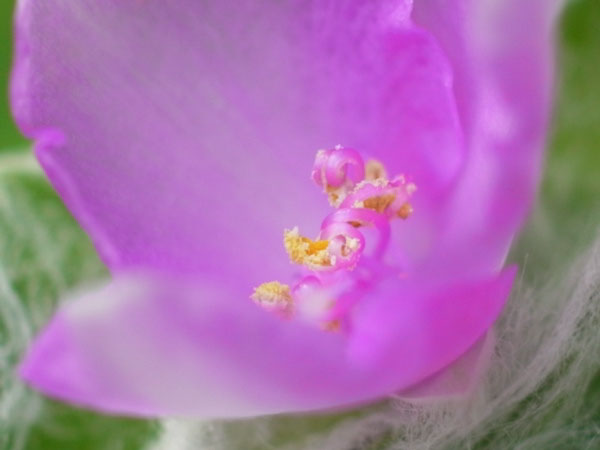 f:id:elmikamino:20100901125134j:image