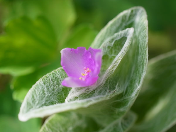 f:id:elmikamino:20100901125135j:image