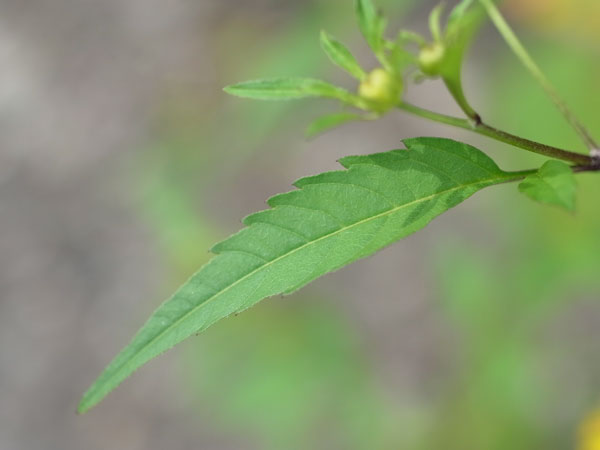 f:id:elmikamino:20100901125139j:image