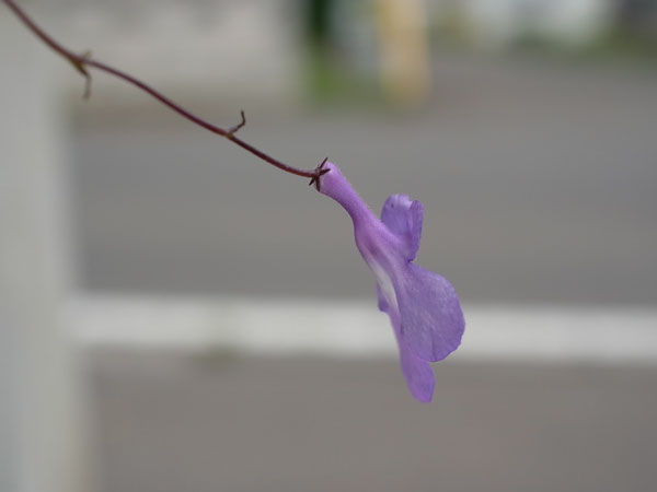 f:id:elmikamino:20100901125141j:image