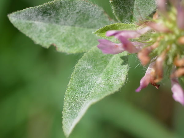 f:id:elmikamino:20100901125144j:image