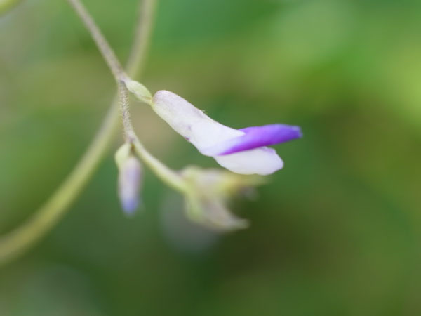 f:id:elmikamino:20100901125146j:image