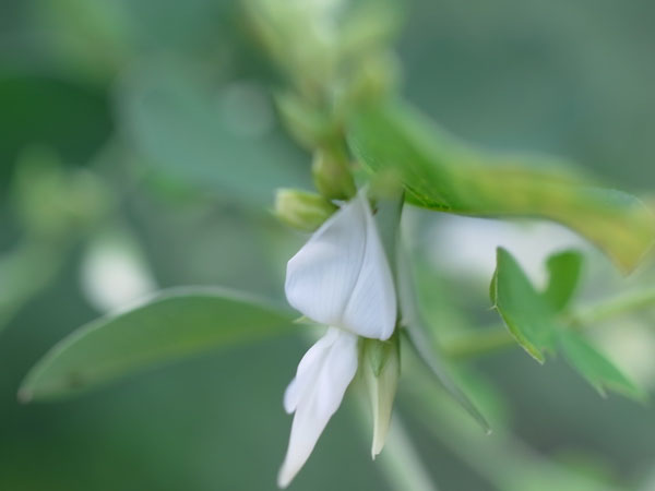 f:id:elmikamino:20100901141224j:image