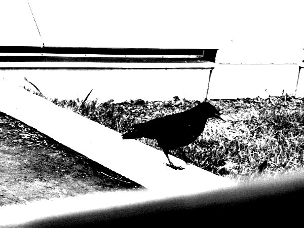 f:id:elmikamino:20100904183825j:image