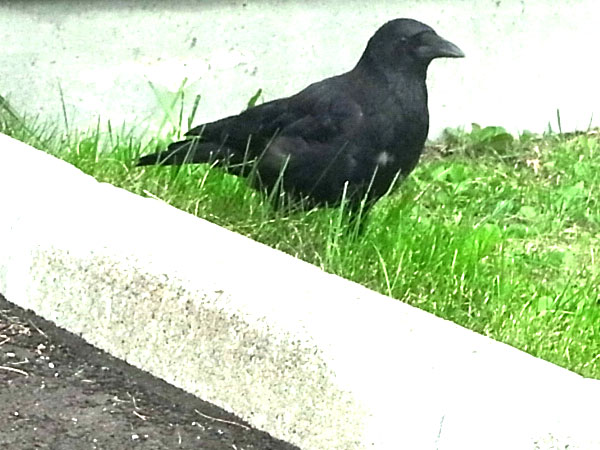 f:id:elmikamino:20100904202525j:image