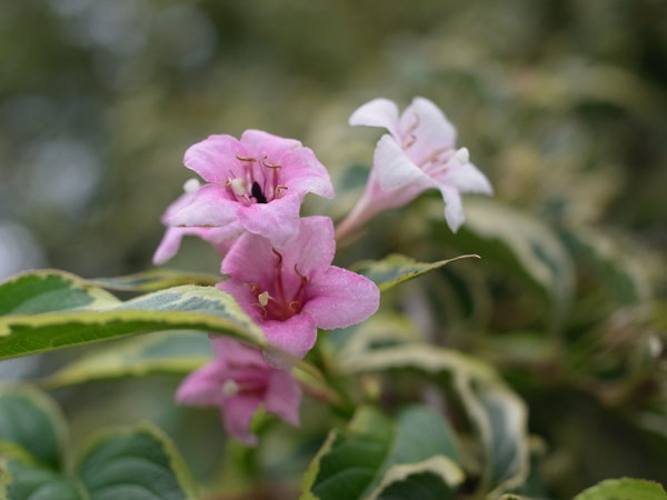 f:id:elmikamino:20100905122325j:image