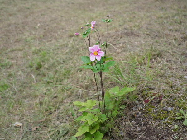 f:id:elmikamino:20100905122327j:image