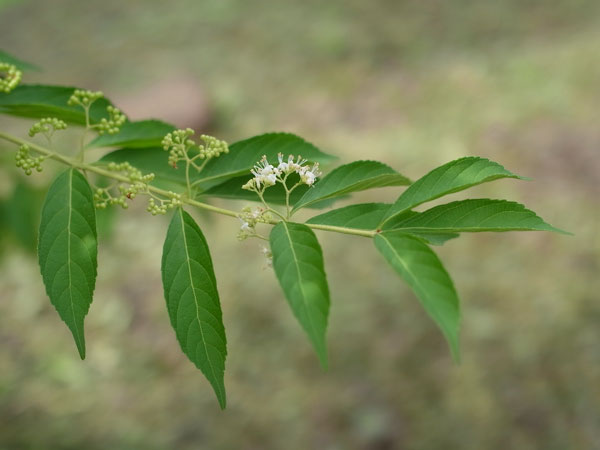 f:id:elmikamino:20100905122330j:image