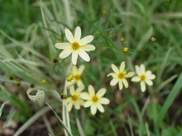 f:id:elmikamino:20100905122331j:image