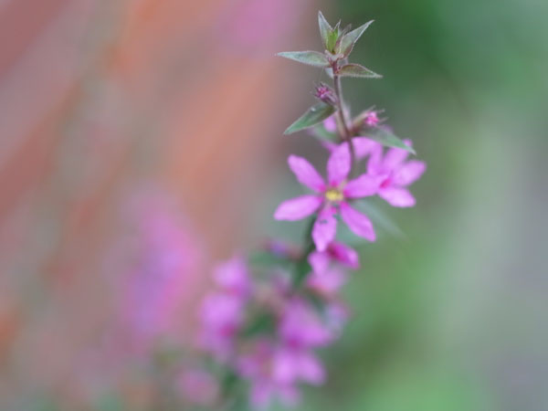 f:id:elmikamino:20100905122333j:image