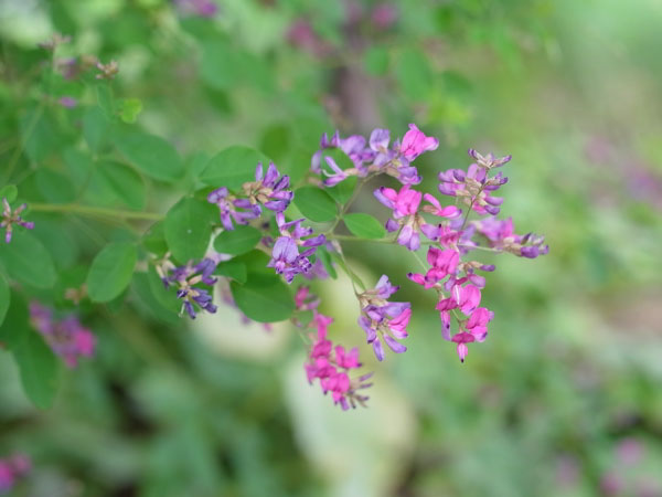 f:id:elmikamino:20100905122334j:image