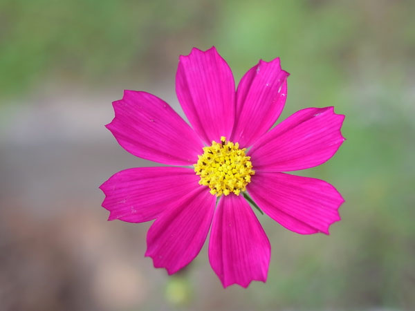 f:id:elmikamino:20100905122335j:image