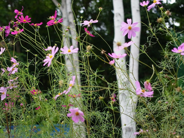 f:id:elmikamino:20100905122336j:image