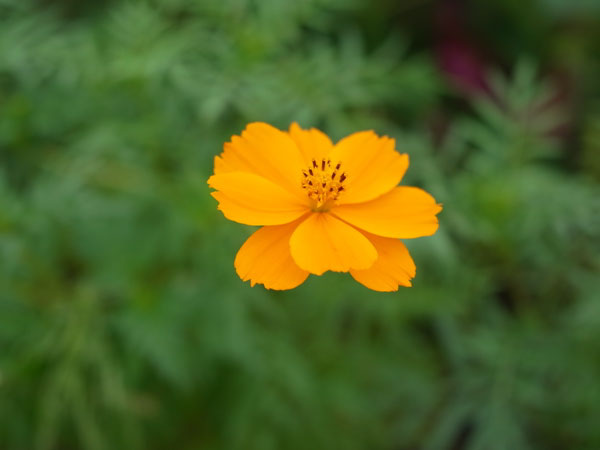 f:id:elmikamino:20100905122340j:image