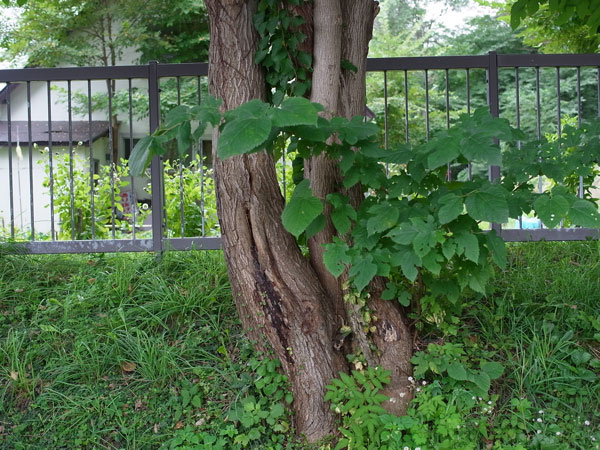 f:id:elmikamino:20100905122341j:image