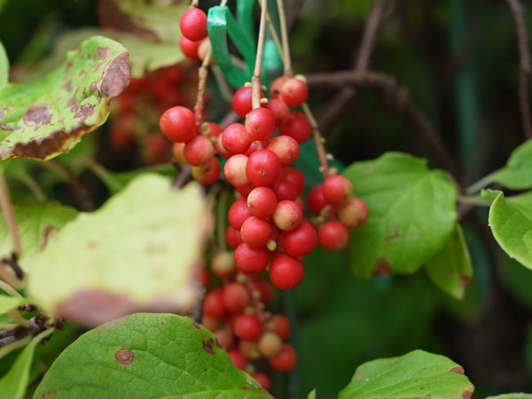 f:id:elmikamino:20100905122342j:image