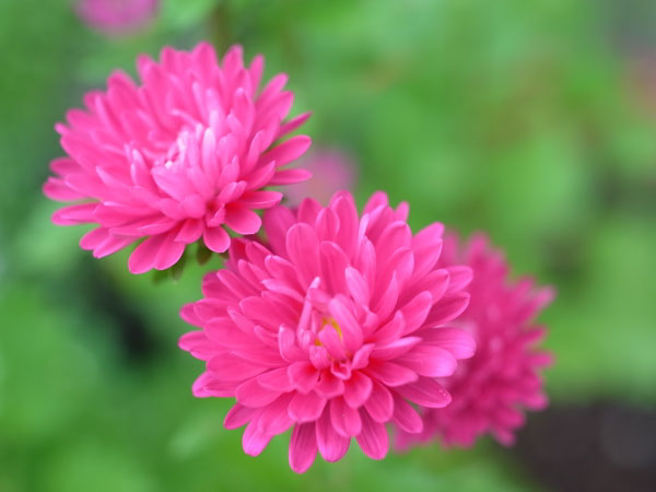 f:id:elmikamino:20100905122343j:image