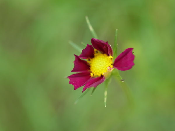 f:id:elmikamino:20100905122344j:image