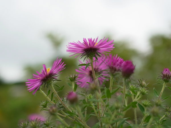 f:id:elmikamino:20100905122346j:image