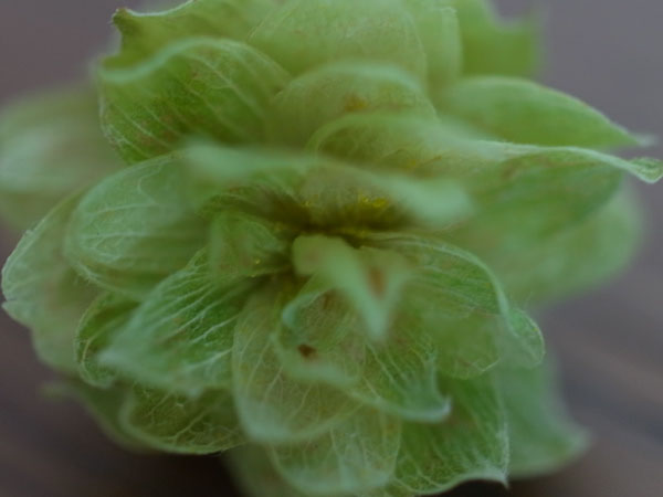 f:id:elmikamino:20100907150254j:image