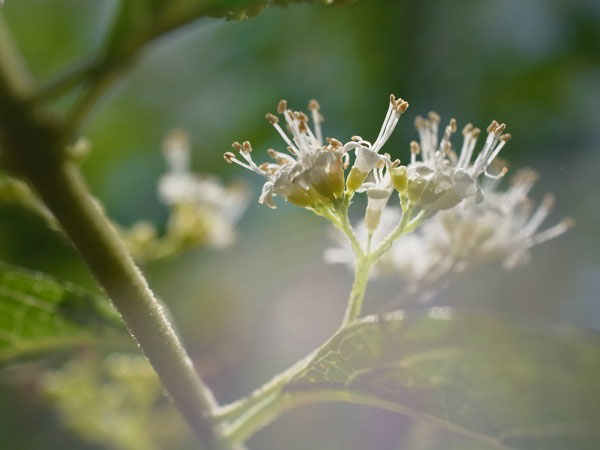 f:id:elmikamino:20100909100338j:image