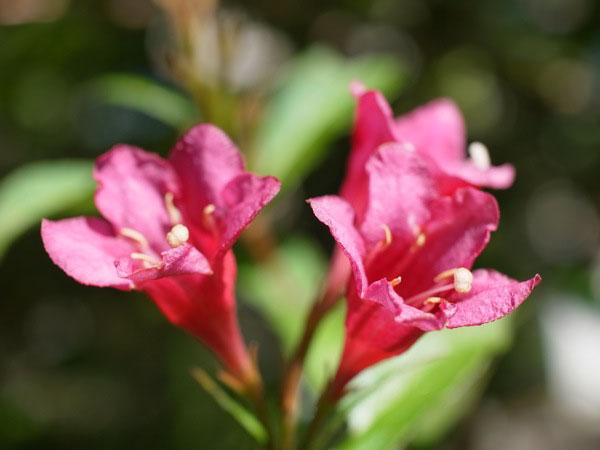 f:id:elmikamino:20100909100637j:image
