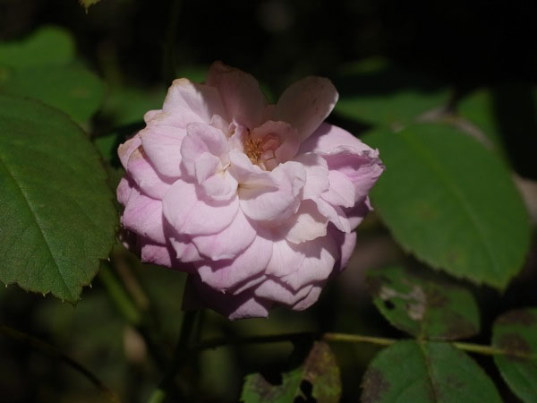 f:id:elmikamino:20100909100738j:image