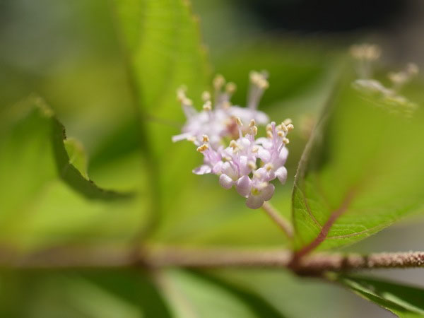 f:id:elmikamino:20100909101410j:image