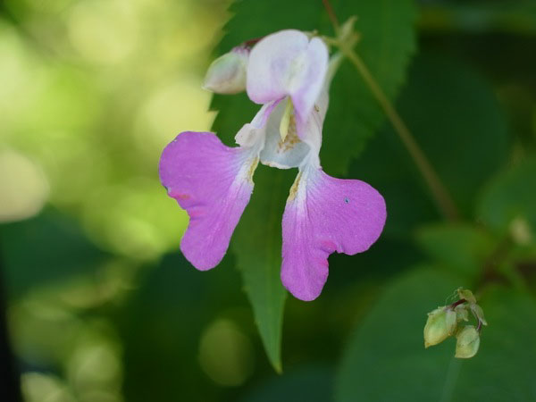 f:id:elmikamino:20100909102310j:image