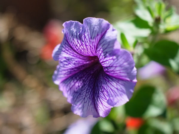 f:id:elmikamino:20100909103025j:image