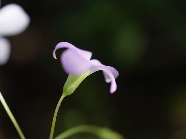 f:id:elmikamino:20100909103122j:image