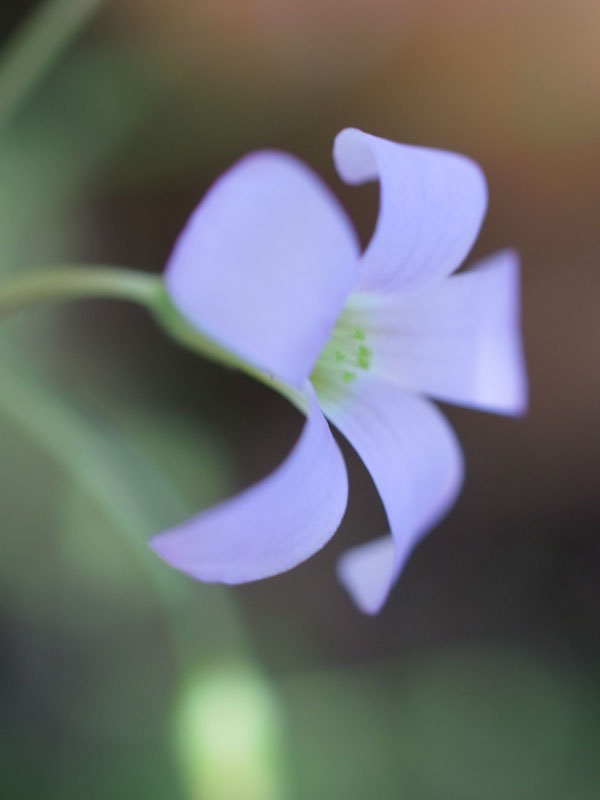 f:id:elmikamino:20100909103214j:image