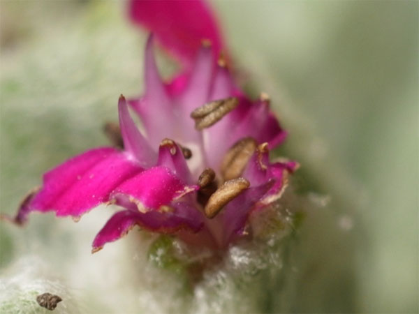 f:id:elmikamino:20100909103312j:image
