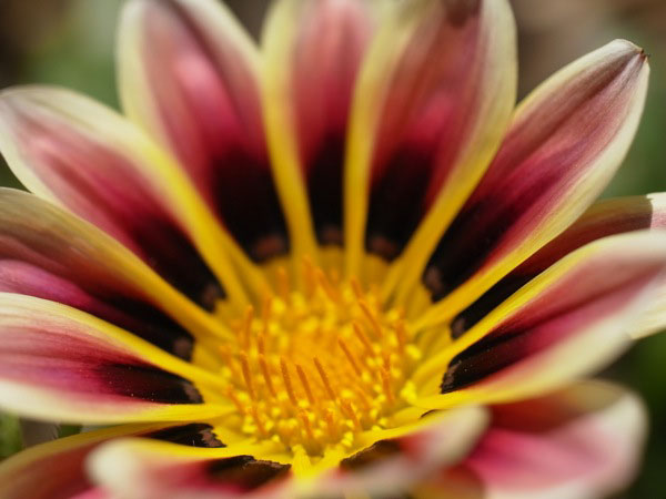 f:id:elmikamino:20100909105650j:image