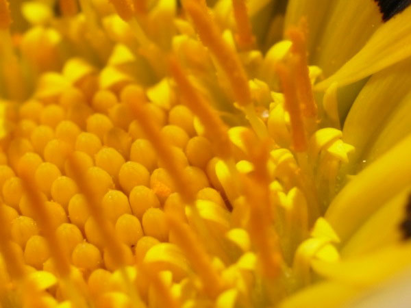 f:id:elmikamino:20100909105723j:image