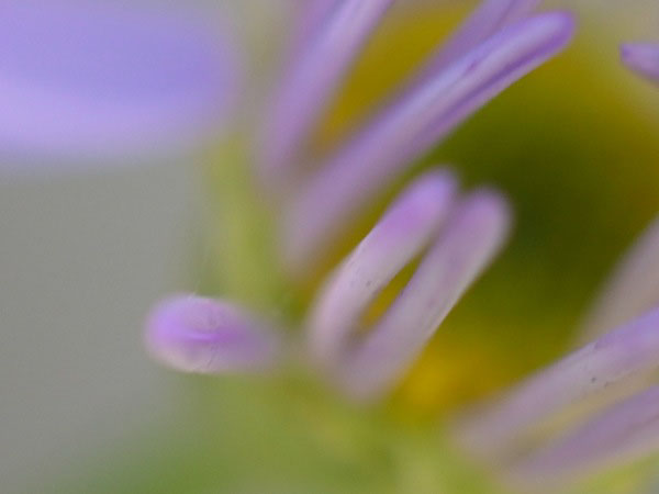 f:id:elmikamino:20100909105842j:image