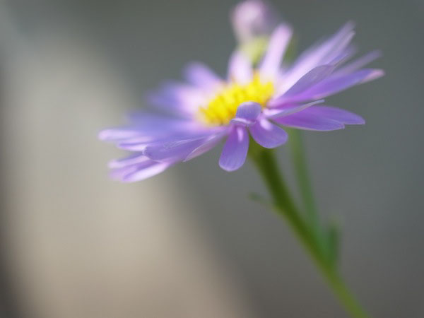 f:id:elmikamino:20100909105942j:image