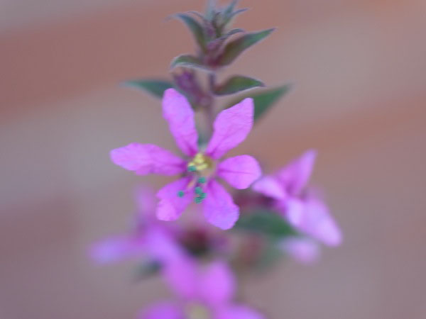 f:id:elmikamino:20100909110025j:image