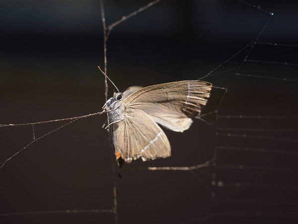 f:id:elmikamino:20100909110242j:image