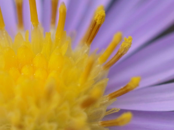 f:id:elmikamino:20100910132155j:image