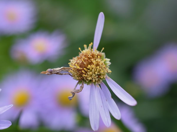 f:id:elmikamino:20100910132156j:image