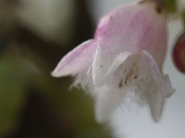 f:id:elmikamino:20100910132203j:image