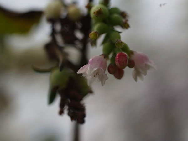 f:id:elmikamino:20100910132204j:image