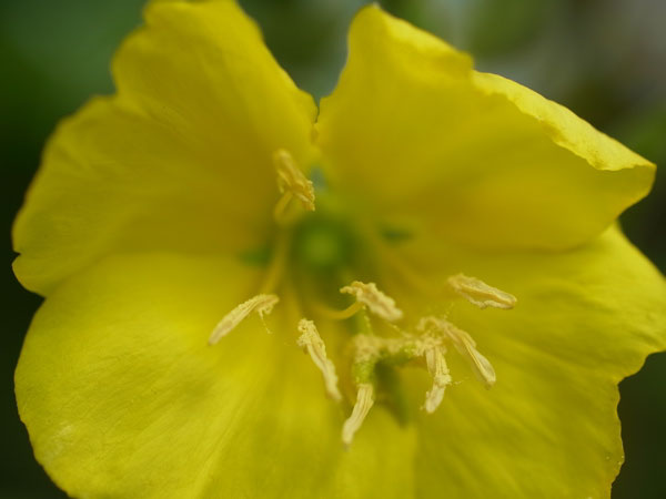 f:id:elmikamino:20100910132206j:image