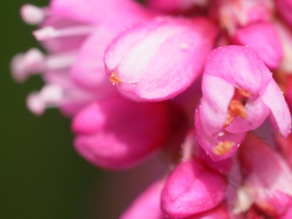 f:id:elmikamino:20100910132207j:image