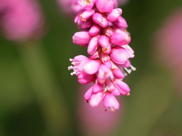 f:id:elmikamino:20100910132208j:image