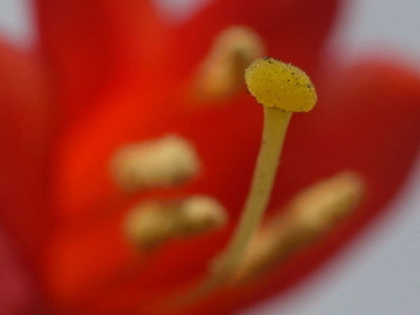 f:id:elmikamino:20100910132209j:image