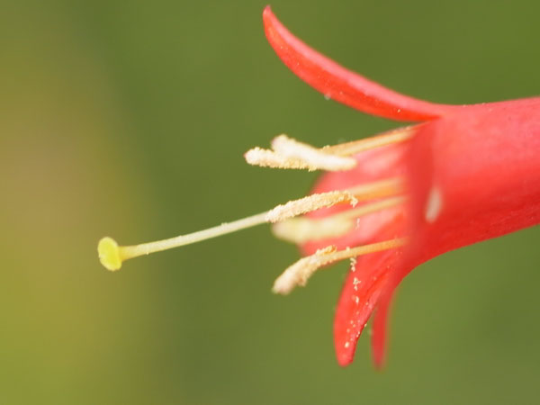 f:id:elmikamino:20100910132210j:image