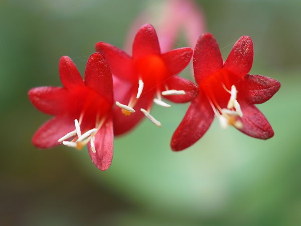 f:id:elmikamino:20100910132211j:image