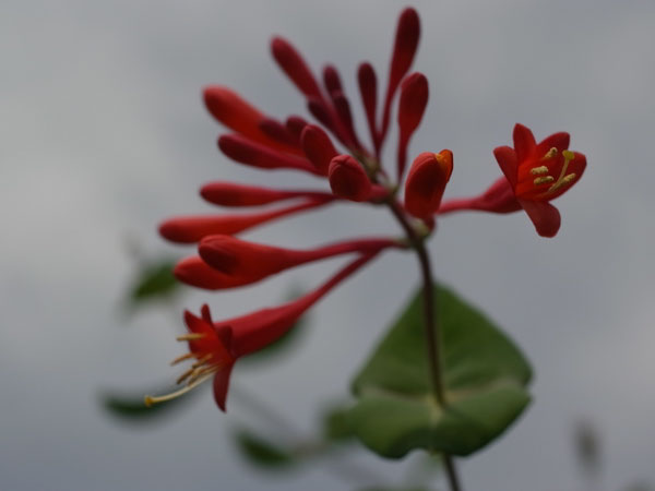 f:id:elmikamino:20100910132213j:image